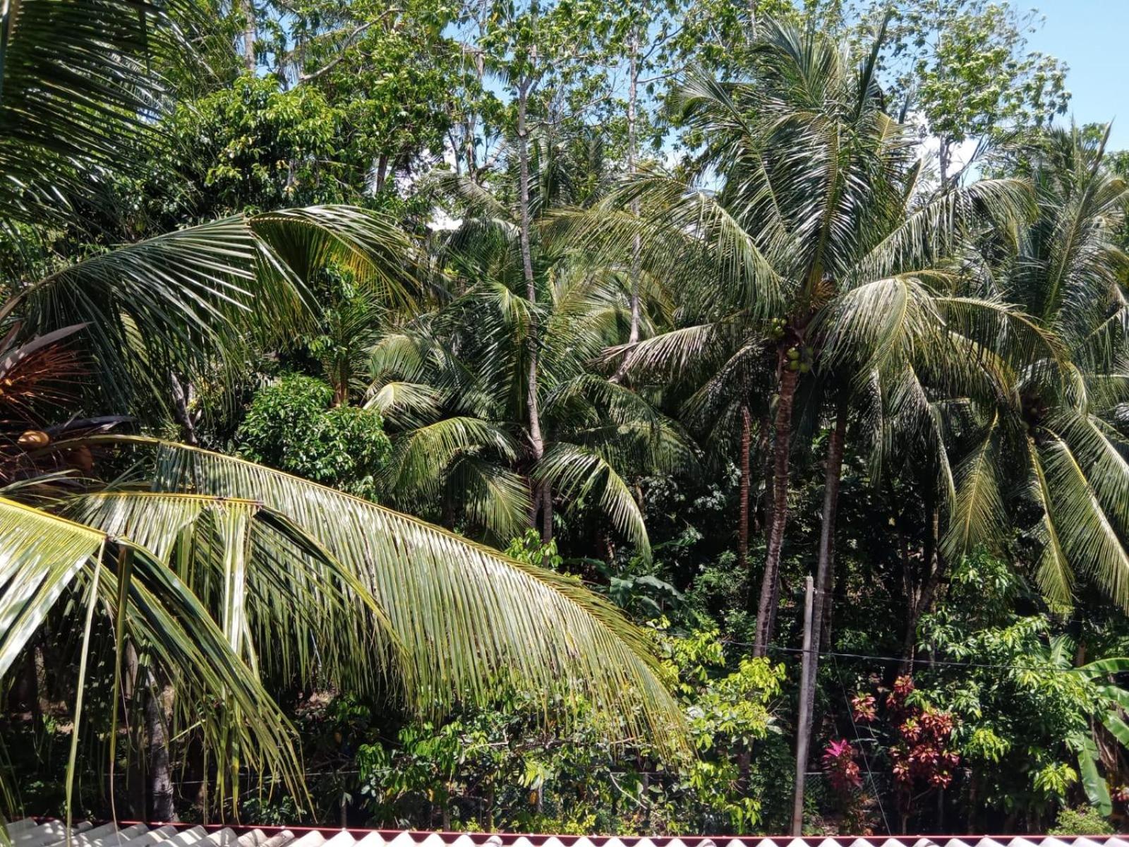 Cecilia Unawatuna Rum bild